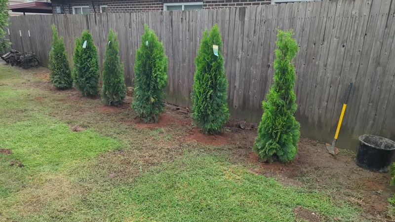 Arborvitaes lined up in rows. Softscaping install