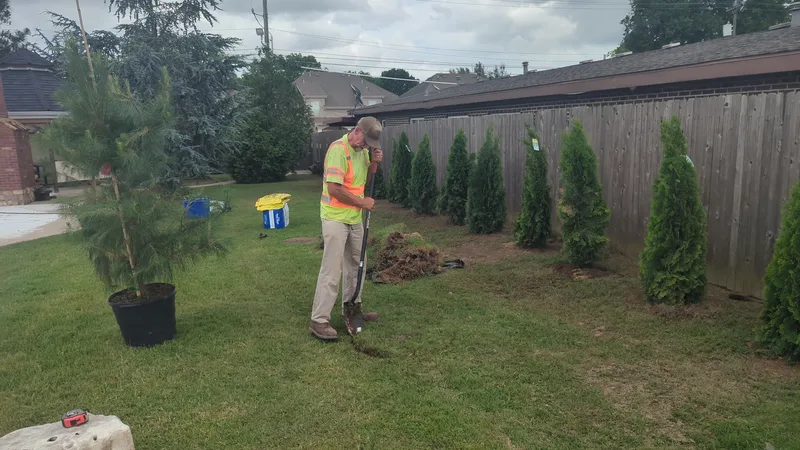 Preparing for a Loblolly pine