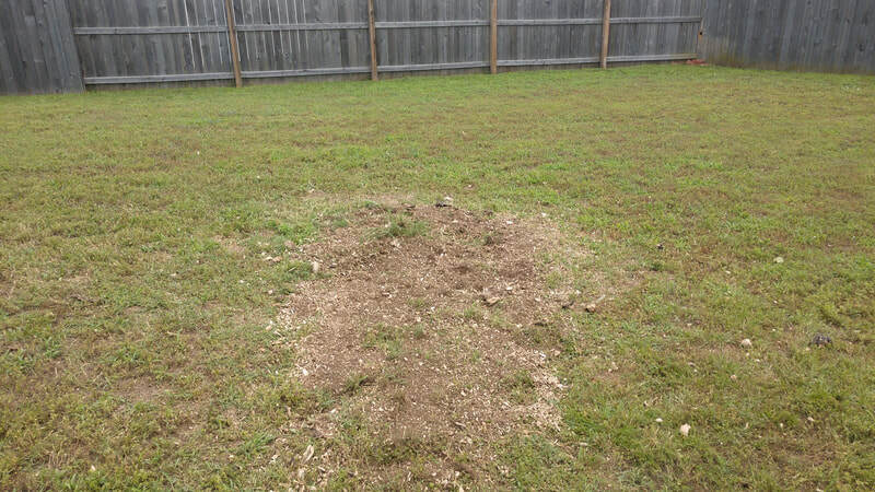 Woodchips left from a tree stump