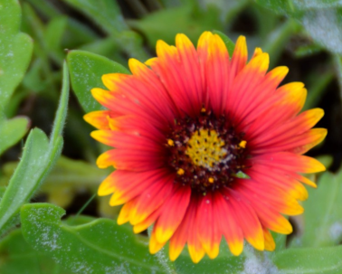 Gardening for the Long Run - Bartlesville, OK